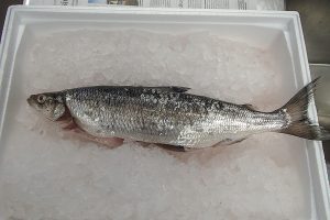 Suomen suurin muikku kalalaatikossa jäiden päällä.
