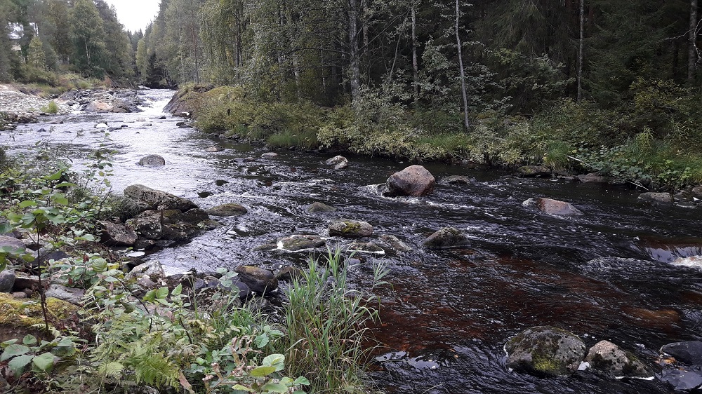 Sapsokosken virtavesikunnostus. Kuva: Jaakko Muurimäki, Kainuun Kalatalouskeskus.