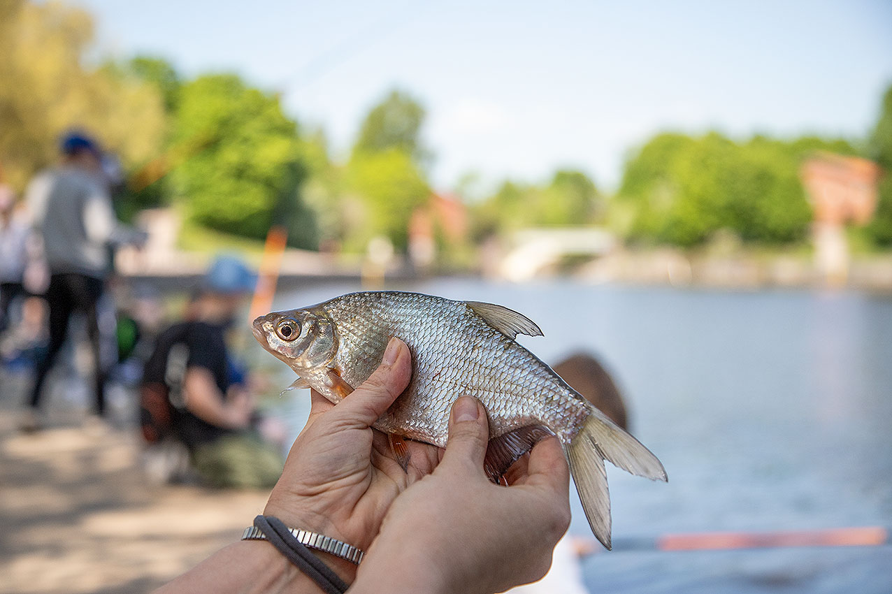 Pasuri on jäänyt saaliiksi valtakunnallisen kalastuspäivän Helsingin tapahtumassa.
