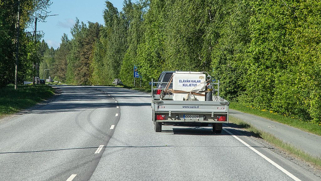 Ankeriaat ovat automatkalla kuljetustankissa kohti vapautuspaikkaa.  