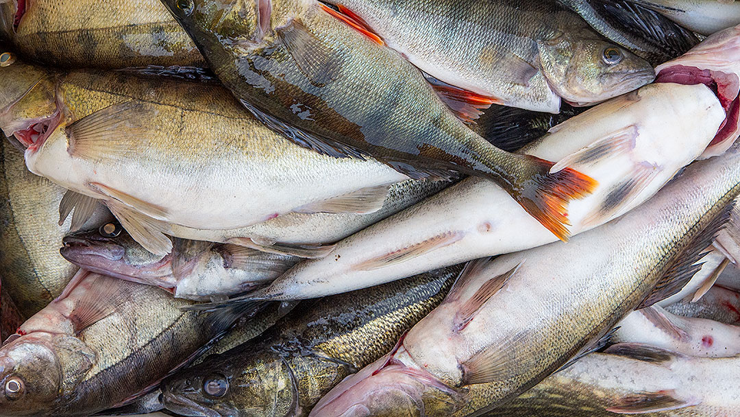 Kalastajan saaliiksi saamia kuhia ahvenia ja haukia laatikossa.