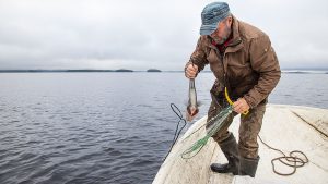 Kalastaja nostamassa koekalastuksessa käytettävää verkkoa Koitereella.