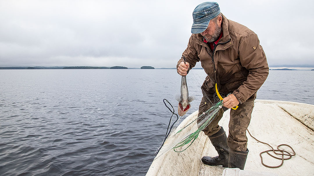 Kalastaja nostamassa koekalastuksessa käytettävää verkkoa Koitereella.