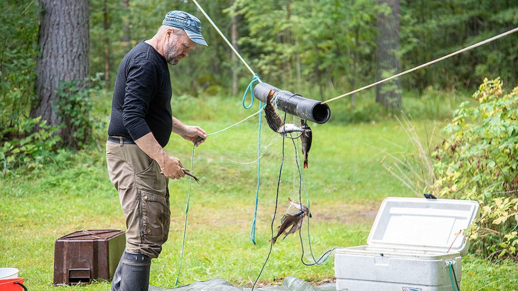 Kalat irroitetaan  verkosta ja lajitellaan verkon silmänkoon mukaan.